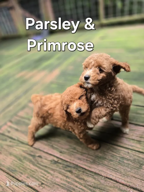 Parsley – Miniature Goldendoodle puppy for sale in Black Mountain, NC