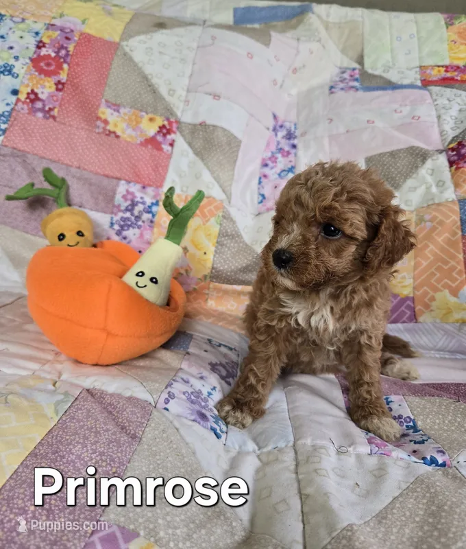 Primrose – Miniature Goldendoodle puppy for sale in Black Mountain, NC