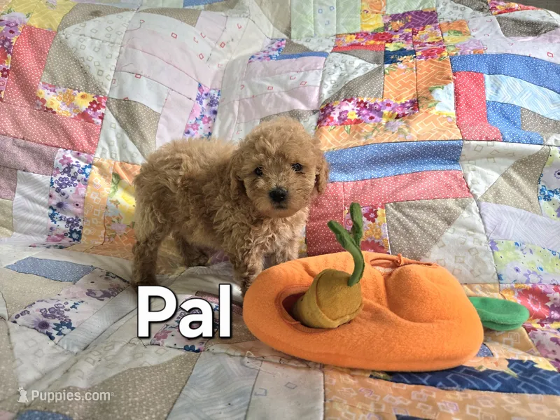 Pal – Miniature Goldendoodle puppy for sale in Black Mountain, NC