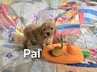 Pal, a male Miniature Goldendoodle for sale in Black Mountain, NC – 1 of 1