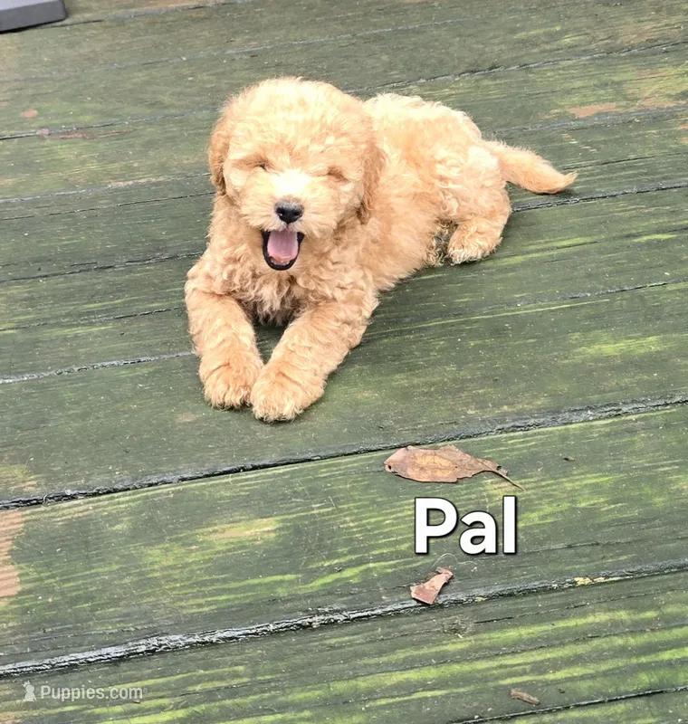 Pal – Miniature Goldendoodle puppy for sale in Black Mountain, NC