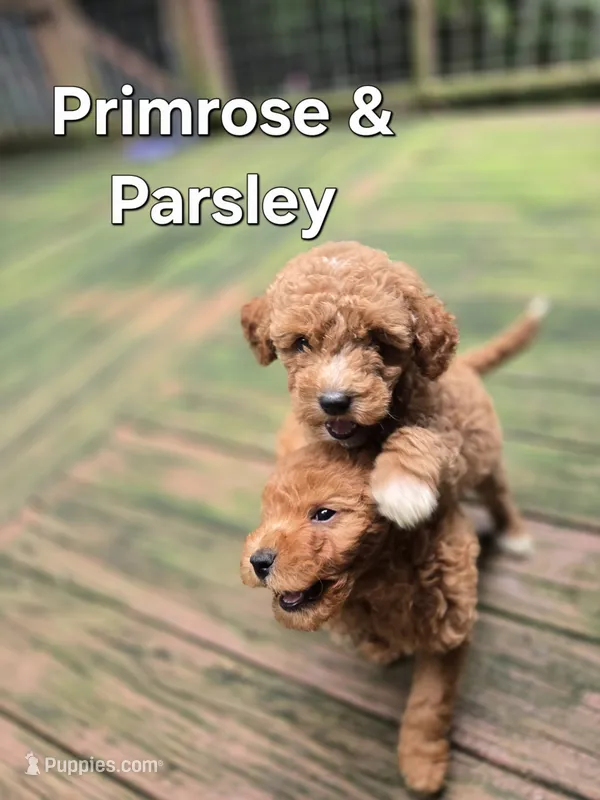 Primrose – Miniature Goldendoodle puppy for sale in Black Mountain, NC
