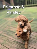 Primrose, a female Miniature Goldendoodle for sale in Black Mountain, NC – 1 of 4