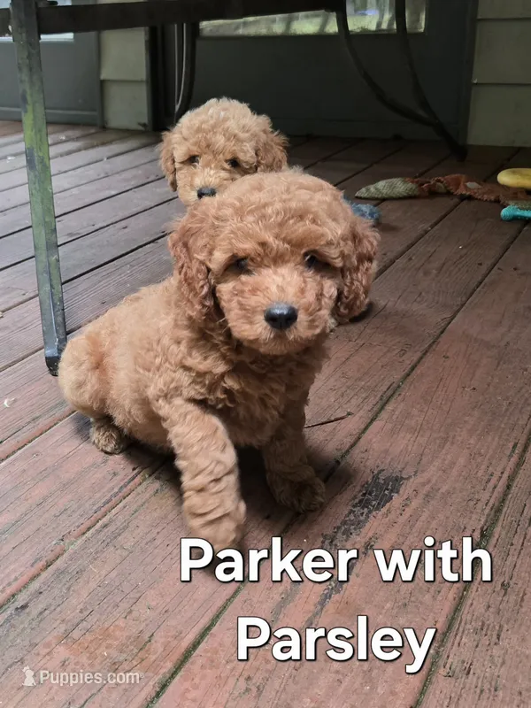 Parker – Miniature Goldendoodle puppy for sale in Black Mountain, NC