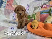 Patrick, a male Miniature Goldendoodle for sale in Black Mountain, NC – 1 of 1