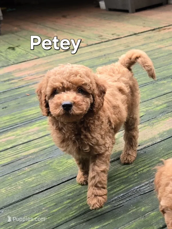 Petey – Miniature Goldendoodle puppy for sale in Black Mountain, NC