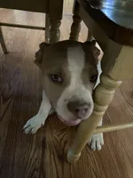 Dahmer , a male American Bully and American Pit Bull Terrier for sale in Victorville, CA – 4 of 5