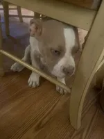 Dahmer , a male American Bully and American Pit Bull Terrier for sale in Victorville, CA – 2 of 5