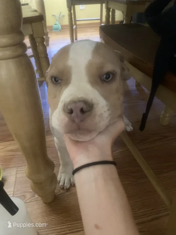 Dahmer  – American Bully, American Pit Bull Terrier puppy for sale in Victorville, CA