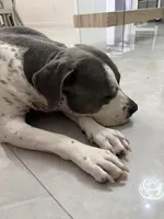 Milas adopt no fee, a female American Pit Bull Terrier for sale in Tampa, FL – 3 of 8
