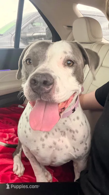 Mila ADOPT NO FEE  – American Pit Bull Terrier puppy for sale in Tampa, FL