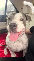 Mila ADOPT NO FEE , a female American Pit Bull Terrier for sale in Tampa, FL – 1 of 2