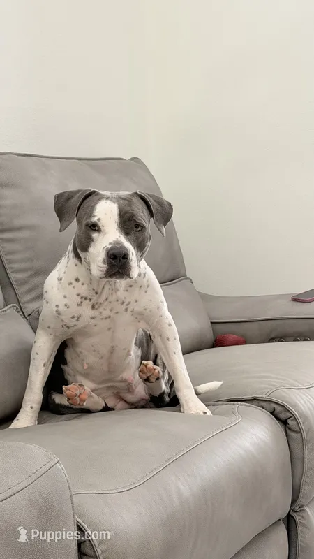 Milas adopt no fee – American Pit Bull Terrier puppy for sale in Tampa, FL