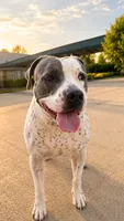 Mila, a female American Pit Bull Terrier for sale in Tampa, FL – 2 of 7