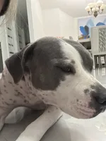 Milas adopt no fee, a female American Pit Bull Terrier for sale in Tampa, FL – 4 of 8