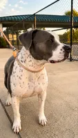 Mila, a female American Pit Bull Terrier for sale in Tampa, FL – 6 of 7