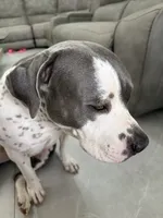 Milas adopt no fee, a female American Pit Bull Terrier for sale in Tampa, FL – 8 of 8