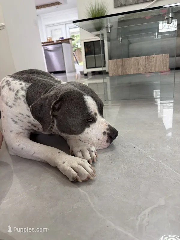 Milas adopt no fee – American Pit Bull Terrier puppy for sale in Tampa, FL