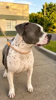 Mila, a female American Pit Bull Terrier for sale in Tampa, FL – 5 of 7