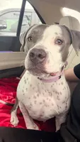 Mila ADOPT NO FEE , a female American Pit Bull Terrier for sale in Tampa, FL – 2 of 2