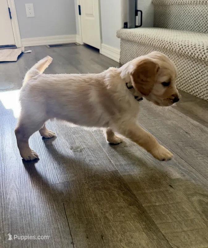 Little Girl Cream – Golden Retriever puppy for sale in Prescott, AZ