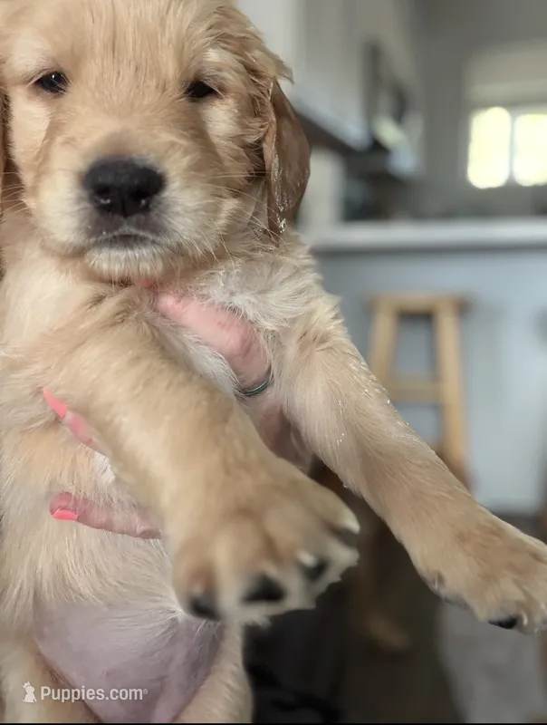 Big Girl Green – Golden Retriever puppy for sale in Prescott, AZ