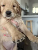 Big Girl Green, a female Golden Retriever for sale in Prescott, AZ – 1 of 1