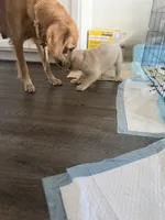 Little Girl Grey, a female Golden Retriever for sale in Prescott, AZ – 2 of 3