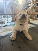 Little Girl Grey, a female Golden Retriever for sale in Prescott, AZ – 3 of 3