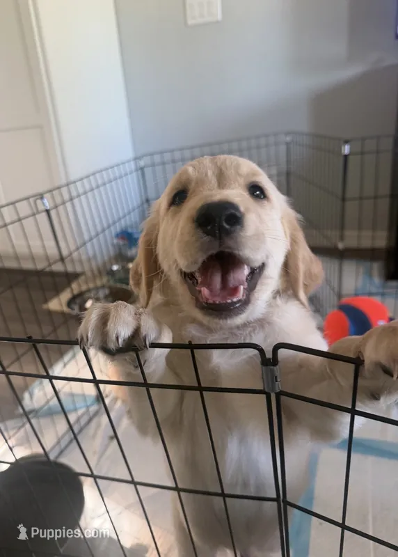 Little Boy Yellow – Golden Retriever puppy for sale in Prescott, AZ