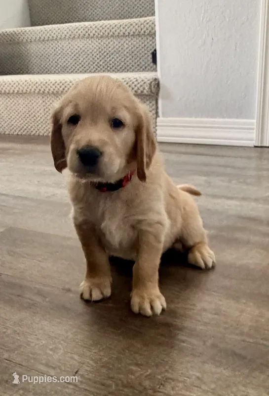 Little Boy Red – Golden Retriever puppy for sale in Prescott, AZ
