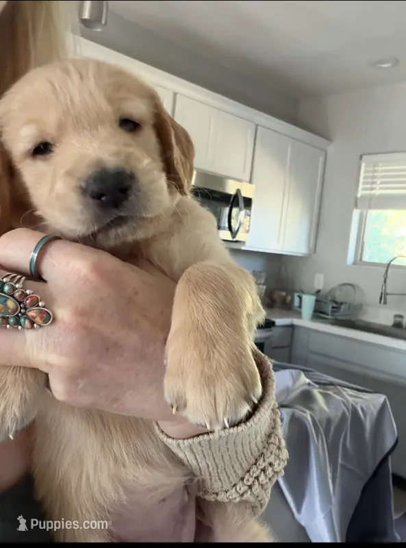 Little Girl Purple – Golden Retriever puppy for sale in Prescott, AZ