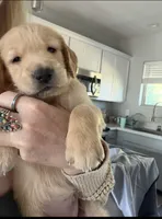 Little Girl Purple, a female Golden Retriever for sale in Prescott, AZ – 1 of 1