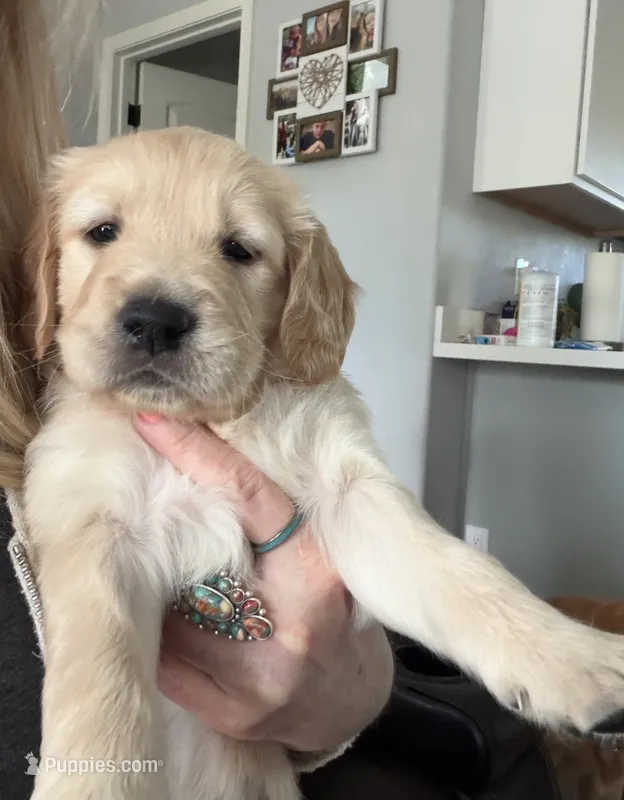 Little Girl Cream – Golden Retriever puppy for sale in Prescott, AZ