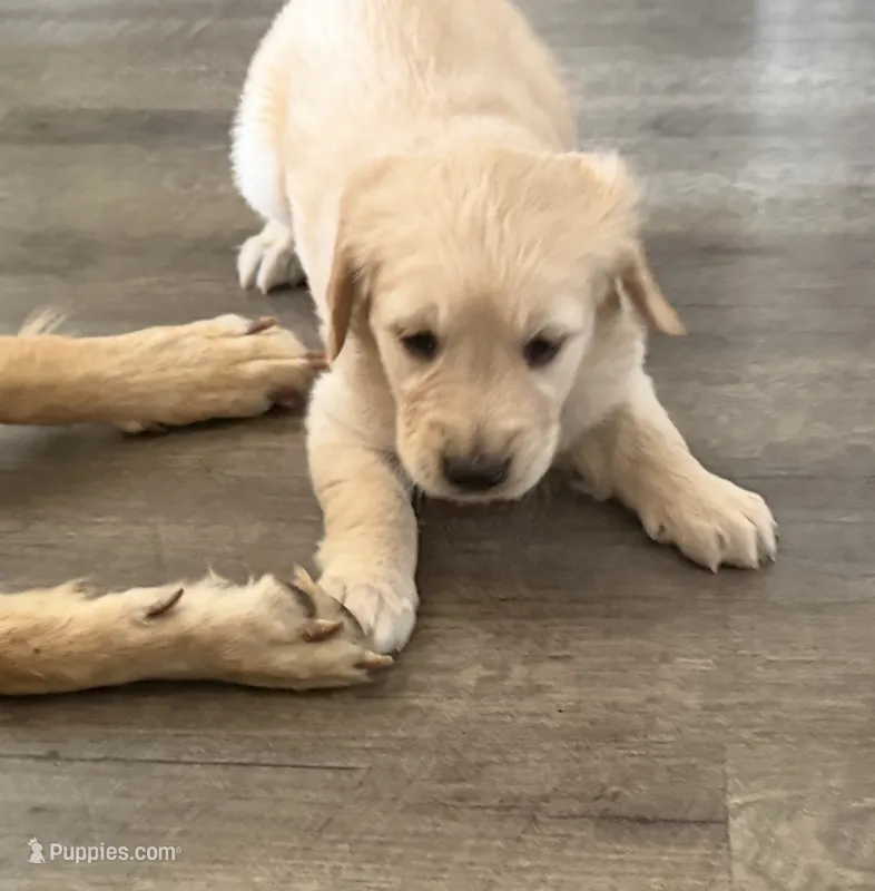 Little Girl Pink – Golden Retriever puppy for sale in Prescott, AZ