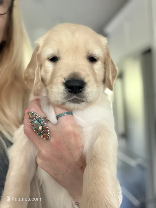 Little Boy Yellow – Golden Retriever puppy for sale in Prescott, AZ