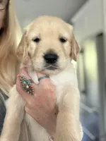 Little Boy Yellow, a male Golden Retriever for sale in Prescott, AZ – 1 of 1