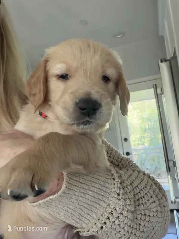 Little Boy Red – Golden Retriever puppy for sale in Prescott, AZ