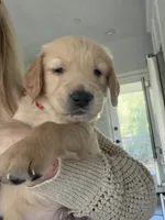 Little Boy Red, a male Golden Retriever for sale in Prescott, AZ – 1 of 1