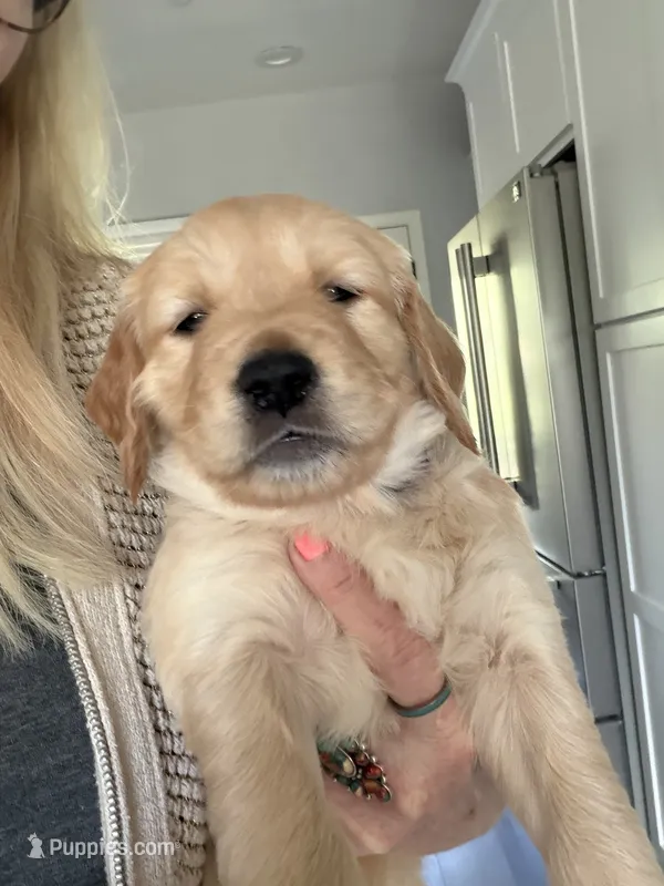 Little Girl Grey – Golden Retriever puppy for sale in Prescott, AZ