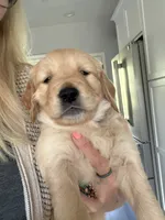 Little Girl Grey, a female Golden Retriever for sale in Prescott, AZ – 1 of 1