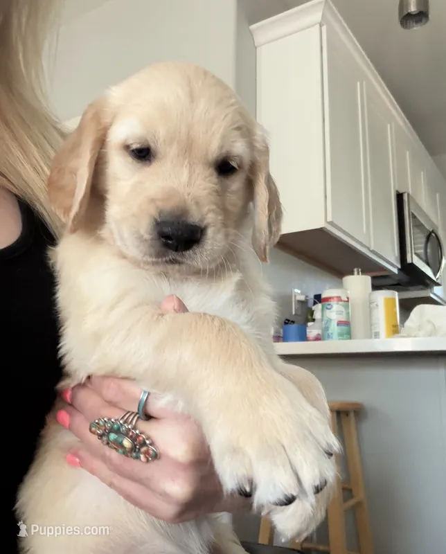 Little Boy Yellow – Golden Retriever puppy for sale in Prescott, AZ