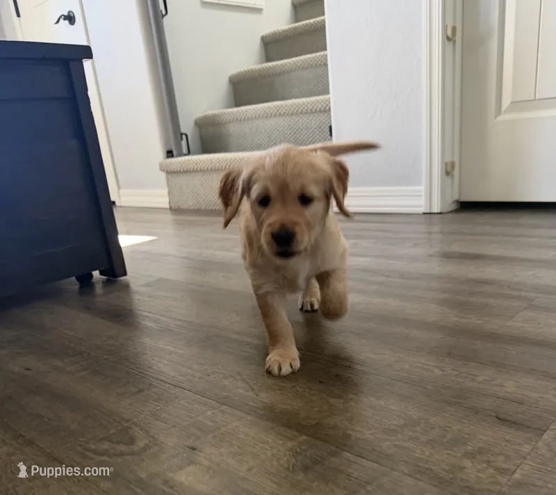 Little Girl Purple – Golden Retriever puppy for sale in Prescott, AZ