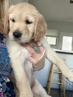 Little Girl Grey, a female Golden Retriever for sale in Prescott, AZ – 1 of 3