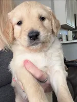 Little Girl Pink, a female Golden Retriever for sale in Prescott, AZ – 1 of 1