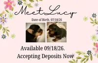 Lucy, a female Shorkie for sale in Fort Worth, TX – 2 of 3