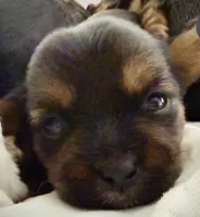 Olivia, a female Shorkie for sale in Fort Worth, TX – 2 of 4