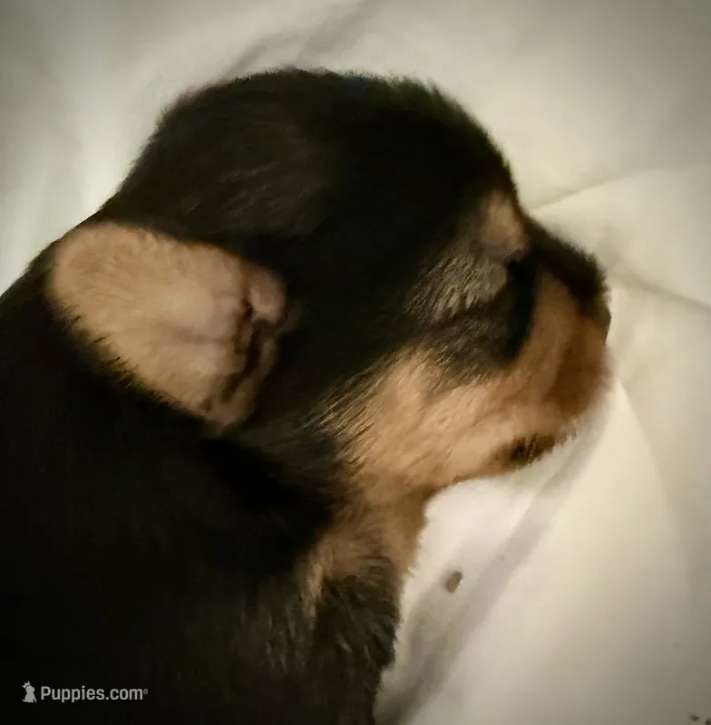 Gabby – Shorkie puppy for sale in Fort Worth, TX