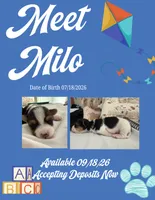 Milo, a male Shorkie for sale in Fort Worth, TX – 2 of 5