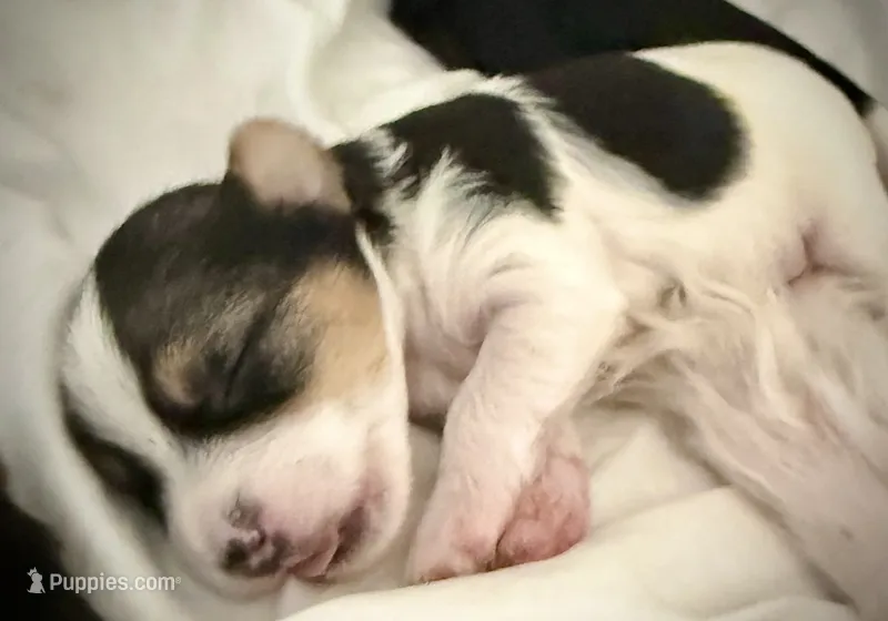 Milo – Shorkie puppy for sale in Fort Worth, TX